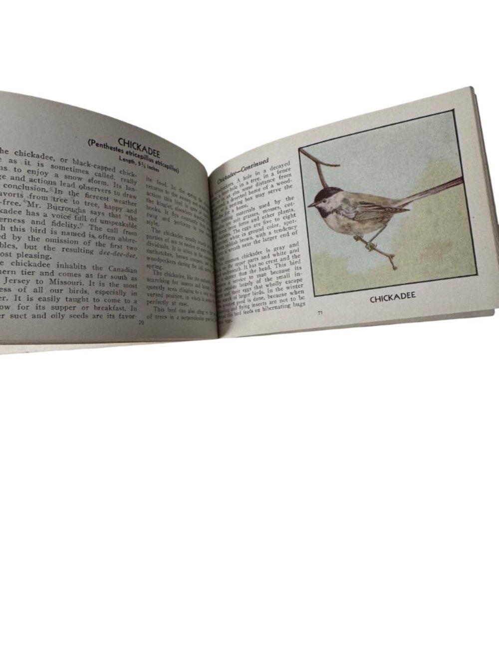 Vintage 1931 "The Green Book Of Birds Of America" By Frank G. Ashbrook - Picture 13 of 16